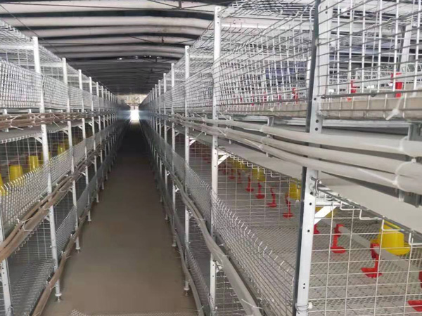 肉鸡框架系列