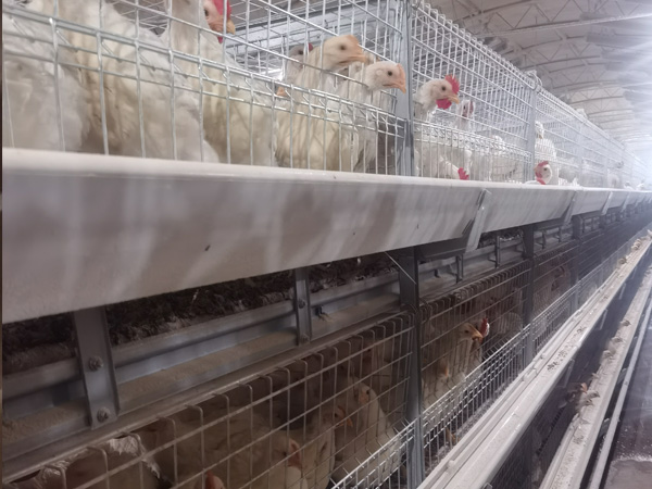 肉鸡框架系列