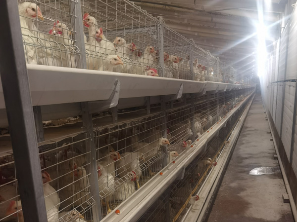 肉鸡框架系列